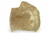 Fossil Mosasaur Paddle Bone - Texas #322921-1